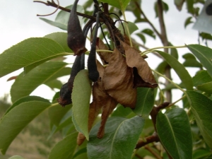 Why do pears curl leaves and what to do about it?