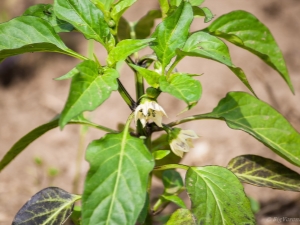  Miért sötétítik a paprika levelek és hogyan kezelik őket?