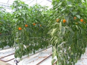  Why does the pepper turn yellow in the greenhouse and what to do?