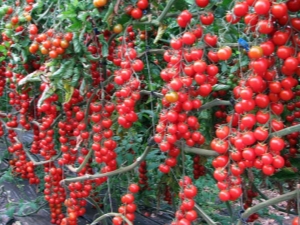 Rapunzel Tomatoes: Description of the Variety and Subtleties of Growing at Home