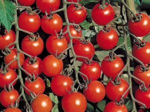  Popular Tomato Varieties