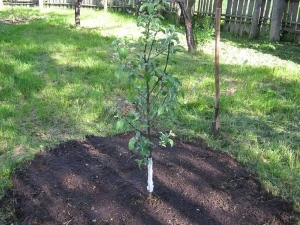  Planting an apple tree in the summer and aftercare for the tree