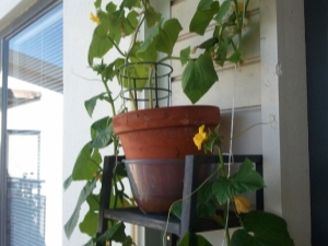  Step by step instructions for growing cucumbers on the balcony