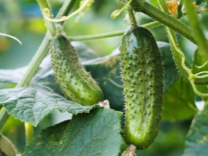  After which crops can you plant cucumbers, and after which - you can not?