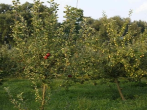  Zasady karmienia jabłek i gruszek