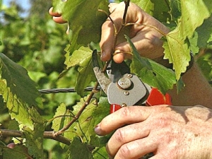  Zasady pielęgnacji winogron wiosną