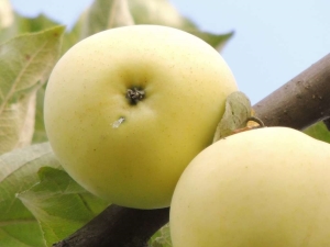  Recipes blanks of apples White filling for the winter