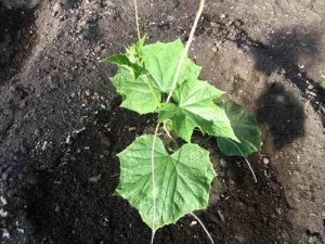  Scheme of planting cucumber seedlings in open ground