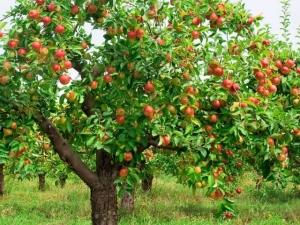  How much does an apple tree live and what does it depend on?