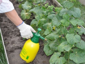  Ways of processing cucumbers in the greenhouse from diseases and pests