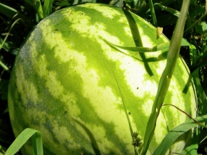  Technology of growing watermelons in the greenhouse