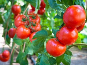  Tomato Sanka: fajta leírása és termesztési jellemzői