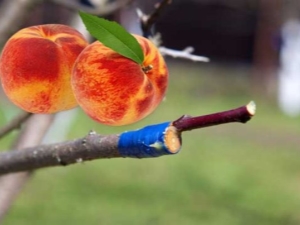  Apricot Grafting Subtleties