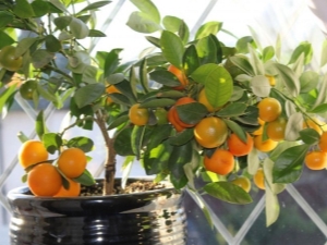  The subtleties of growing an orange tree at home