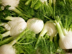 Subtleties growing fennel seeds