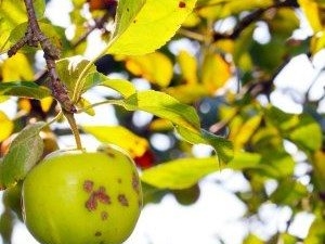  Apple has light green leaves: what explains it and what to do?