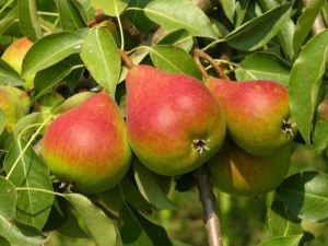  Milyen jellemzői vannak a Rainbow Pear-nek és hogyan kell azt termeszteni?