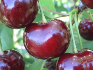  Cherry-cherry hybrids: variety description, pollinators, planting and care