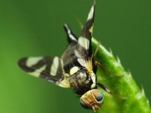  Cherry fly: the causes of the occurrence and measures to combat pest