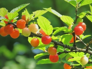  Cherry felt: description, varieties and secrets of cultivation