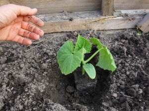  All the details of planting cucumber seedlings in the greenhouse