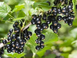  Choosing black currant varieties for the Urals