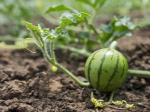  Growing and planting watermelon seedlings in open ground