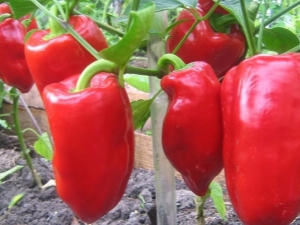  Growing peppers: seed preparation, planting and care