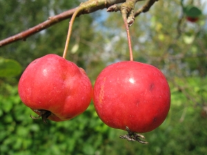  Incense apples: characteristics and subtleties of cultivation