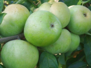  Apples Renet Semerenko: variety description, caloric content and cultivation