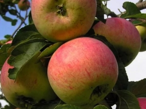  Apple tree Anis: description and varieties of the variety, recommendations for agricultural technology