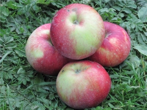  Apple tree Antey: characteristics of the variety, planting and care