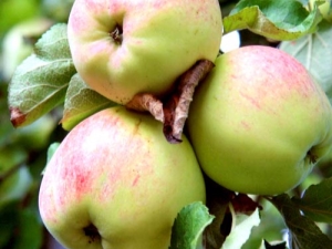  Apple tree Antonovka: description of the variety, variety and cultivation