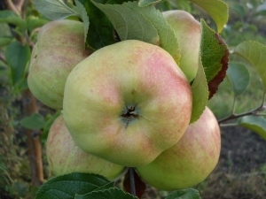  Apple Tree Bogatyr: characterization and cultivation of a variety