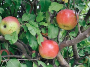  Apple Tree Wonderful: the advantages and disadvantages of the variety, tips on farming techniques