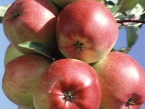  Apple Ligol: variety description, growing tips