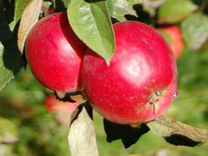  Apple Robin: description of the variety and cultivation