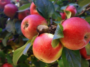  Apple Tree Dream: variety description, planting and care