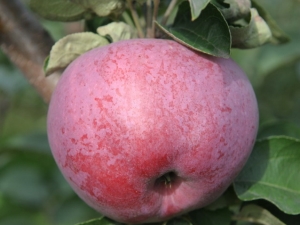  Apple-tree Present to Grafsky: description and composition of fruits, cultivation of the variety