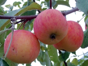  Apple-tree gift to gardeners: description of the variety and planting rules