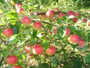  Apple tree Christmas: variety description, planting and care