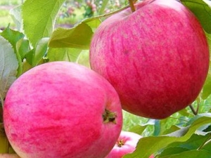  Apple tree Pink filling: description of the variety and agricultural technology