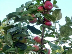  Silver Hoof Apple: variety description, planting and care