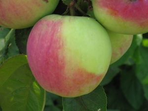  Apple Northern Synapse: variety description, planting and care