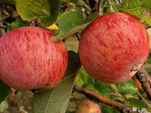  Apple-tree Shtreyfling (Autumn striped): description of the variety of apples, planting and care