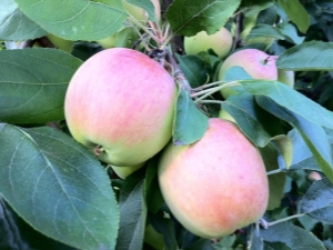  Apple Tree Rock: description of the variety and characteristics of planting