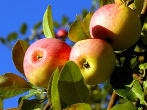  Apple-tree Solntsedar: description of the fruits and fineness of planting