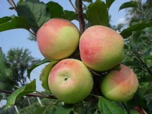 Apple Stroyev: a description of the variety and agricultural technology