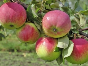  Apple tree Freshness: description and tips on planting