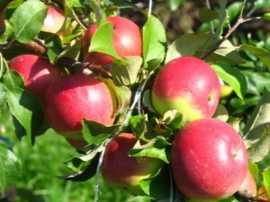  Apple Tree Welsey: Variety Characteristics and Tips on Agricultural Engineering